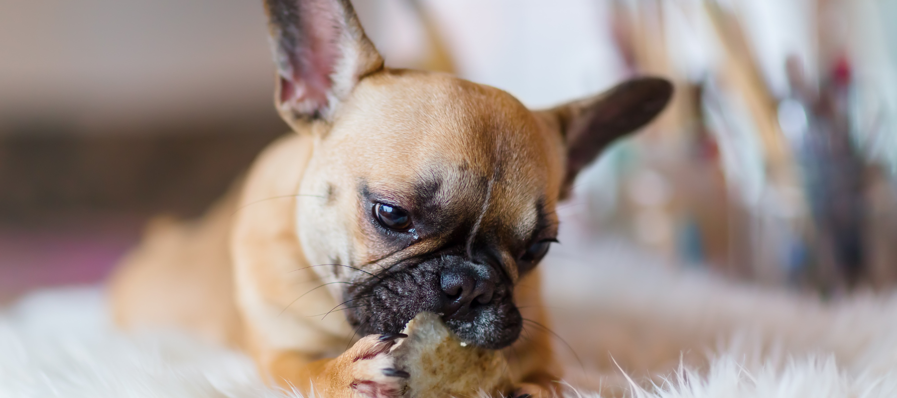 4 recettes de glace pour chien à faire cet été - Cyno-Pro